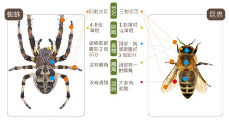 蜘蛛來家裡|蛛事吉祥——家中常見蜘蛛篇